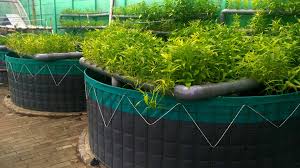 Aquaponic Gardening Tips