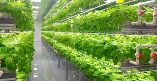 Controlled Environment Agriculture (CEA)