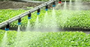 Controlled Environment Agriculture (CEA)