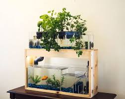 Build Your Own DIY Aquaponics System: A Step-by-Step Guide