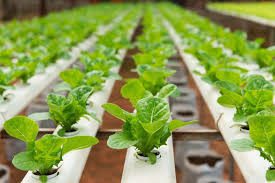 How Agricultural Biotechnology is Transforming Agriculture