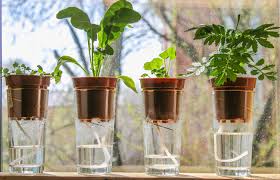 Indoor Hydroponic Gardening Guide