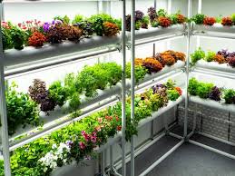 Indoor Hydroponic Gardening Guide