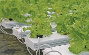 How To Build A Hydroponic System