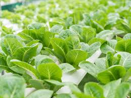 List Of Hydroponic Vegetables