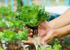 List Of Hydroponic Vegetables