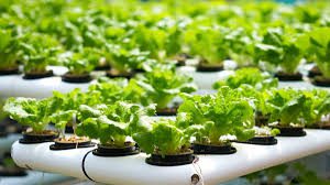 List Of Hydroponic Vegetables