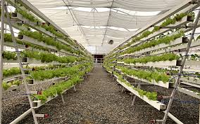 Hydroponic Systems For Beginners