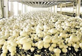 How To Start A Profitable Mushroom Farming