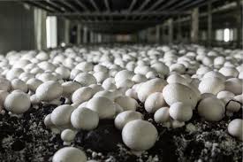 Profitable Mushroom Farming