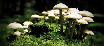 Profitable Mushroom Farming