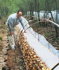 How To Start Mushroom Farming How To Start Mushroom Farming
