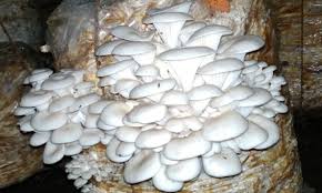 How To Start Mushroom Farming How To Start Mushroom Farming