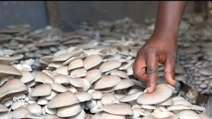 How To Start Mushroom Farming How To Start Mushroom Farming