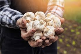 Essential Mushroom Cultivation Techniques for Beginners