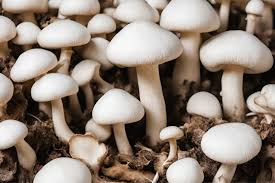 Mushroom Cultivation Techniques