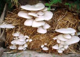 Mushroom Cultivation Techniques