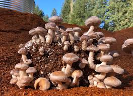 Mushroom Growing Kits: What You Need to Know Before You Buy