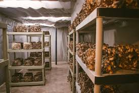 The Complete Guide to Mushroom Farming at Home