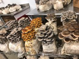 Mushroom farming at home