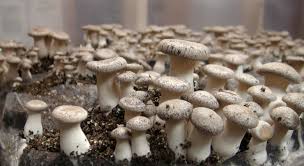 Mushroom farming at home