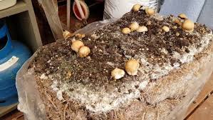 Mushroom farming at home