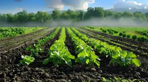 Crop Rotation Systems For Sustainable Agriculture