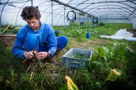 Organic Cropping Systems Practices