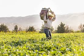 Organic Cropping Systems Practices