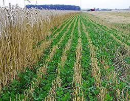 Integrated Cropping Systems For Pest Management