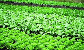 Benefits Of Crop Diversification Systems Benefits