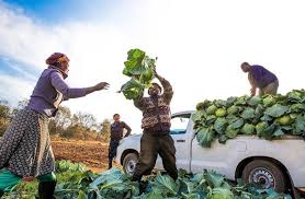 Benefits Of Crop Diversification Systems Benefits