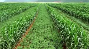 What Are The Benefits Of Intercropping Systems?