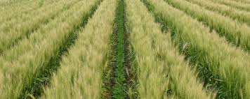 What Are The Benefits Of Intercropping Systems