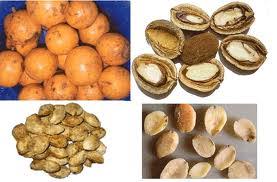 Ogbono Plant Nutritional Value