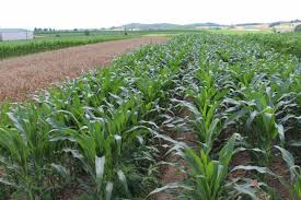 Continuous Cropping vs Crop Rotation Practices