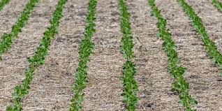 Continuous Cropping vs Crop Rotation Practices