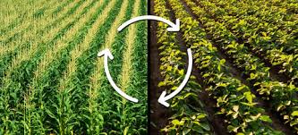 Continuous Cropping vs Crop Rotation Practices