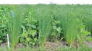 Impact of Continuous Cropping on Pest and Disease Control