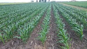 Impact of Continuous Cropping on Pest and Disease Control