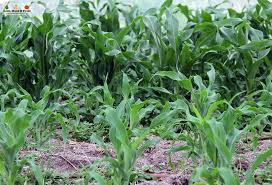 Best crops for continuous cropping practices