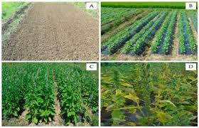 Strategies to Prevent Nutrient Depletion in Continuous Cropping