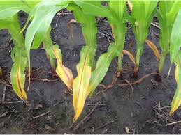 Strategies to Prevent Nutrient Depletion in Continuous Cropping