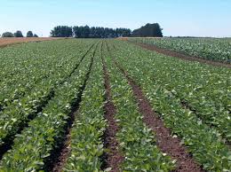 Soil Degradation Due to Continuous Cropping