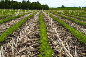 Effects of continuous cropping on crop yields