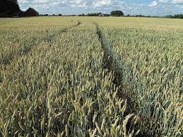 Effects of continuous cropping on crop yields