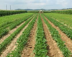 Effects of continuous cropping on crop yields