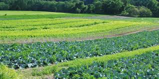 Effects of continuous cropping on crop yields