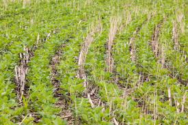 Sustainable Continuous Cropping Systems in Farming