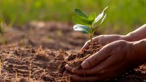 How to improve soil health with Super Gro How to improve soil health with Super Gro